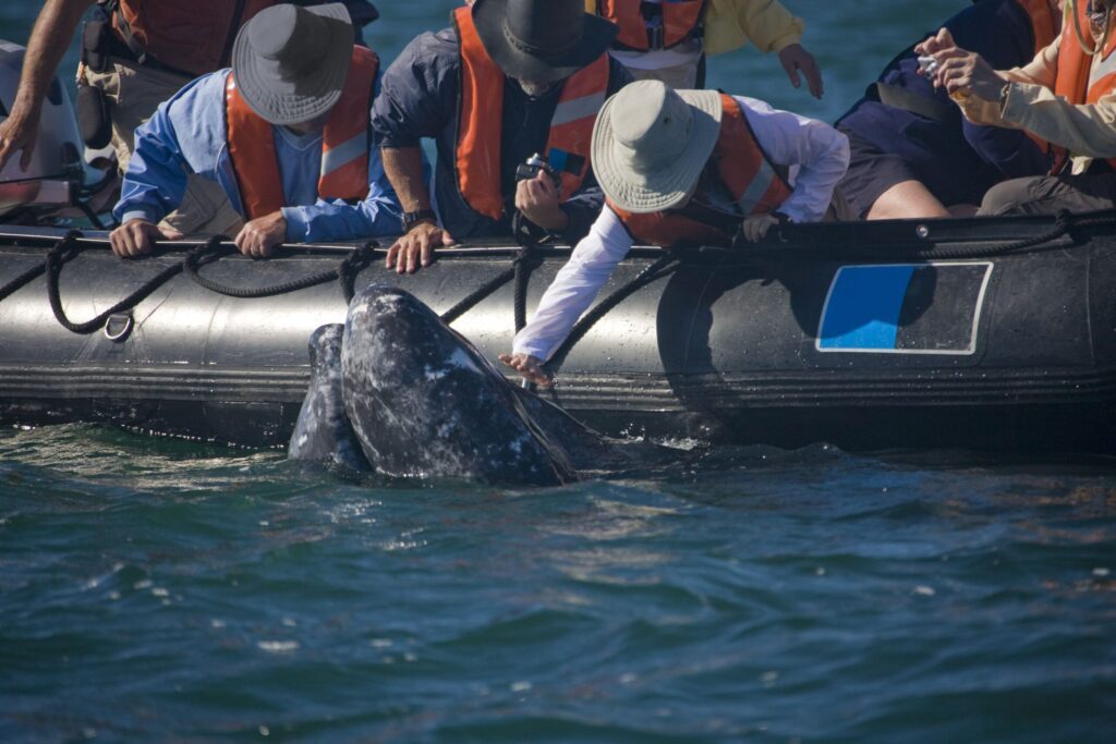 Turisti toccano una balena durante un'escursione in barca nella Baia della California, mentre osservano la migrazione delle balene. Viaggio esperienziale Monica Alberghini