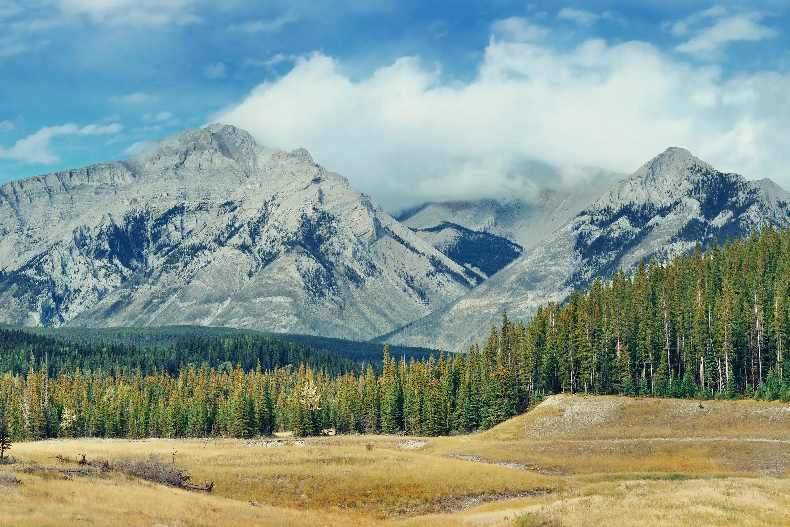 Panoramica delle montagne rocciose canadesi circondate da foreste di conifere e prati dorati, viaggio in Canada proposto da Monica Alberghini.