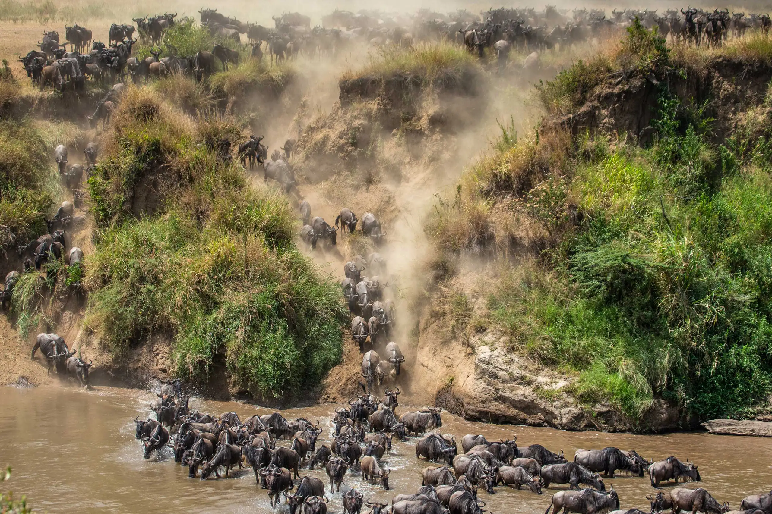 Mandria di gnu attraversa un fiume in Tanzania durante la grande migrazione. Viaggi scoperta e natura di Monica Alberghini, viaggi personalizzati.