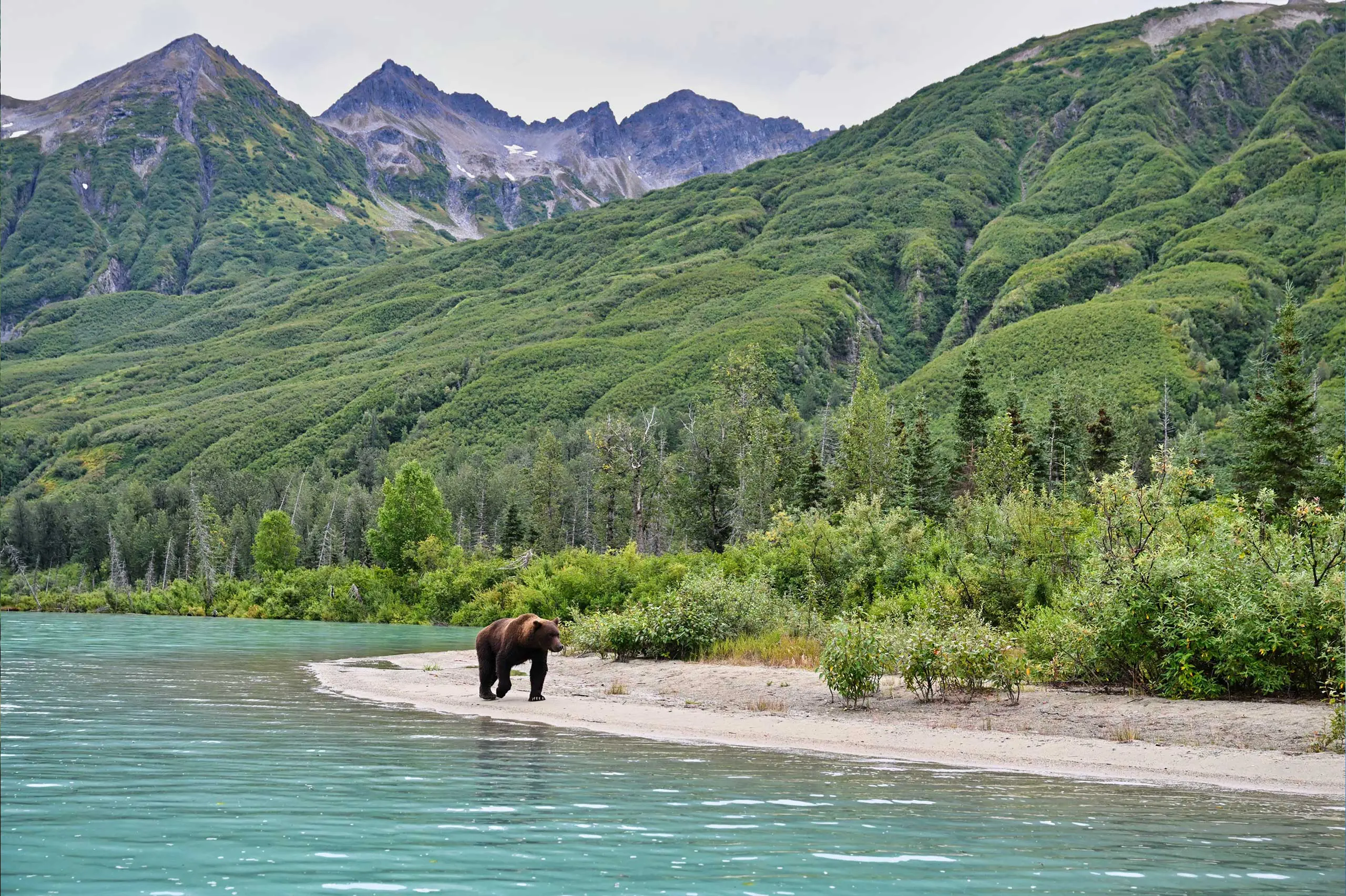 Orso bruno lungo la riva di un lago circondato da montagne verdi in Alaska, viaggio scoperta in Alaska proposto da Monica Alberghini.