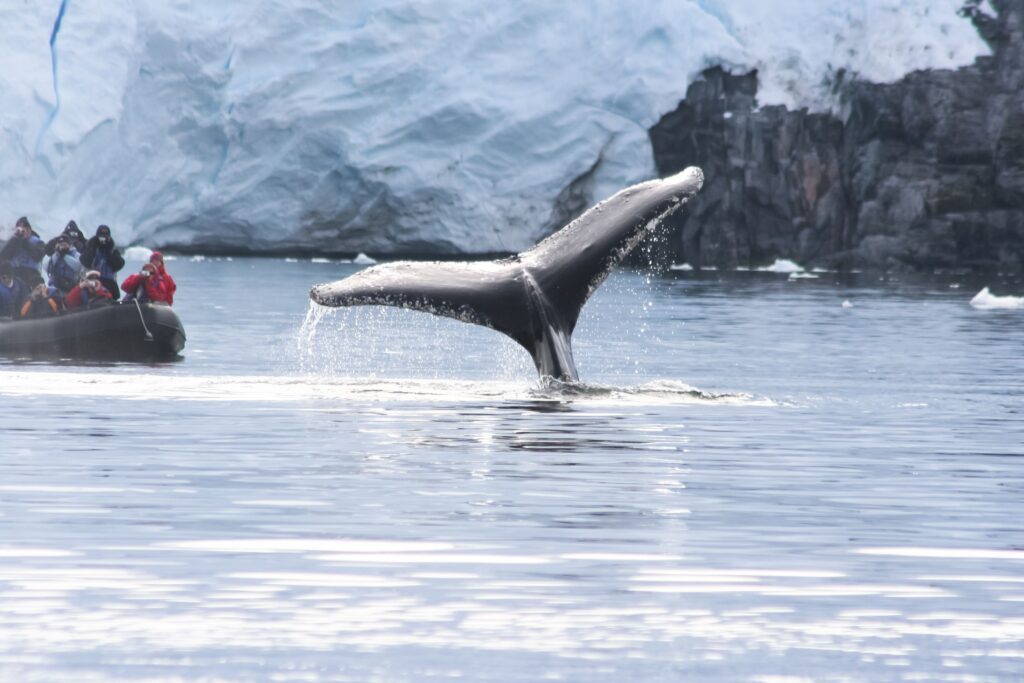 Coda di balena che emerge dall’acqua durante un’escursione di whale watching in Islanda